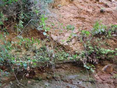 La parete su cui si trovano le piantine di pinguicula hirtiflora: siamo in localit� Celadi